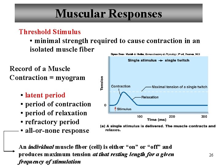 Muscular Responses Threshold Stimulus • minimal strength required to cause contraction in an isolated