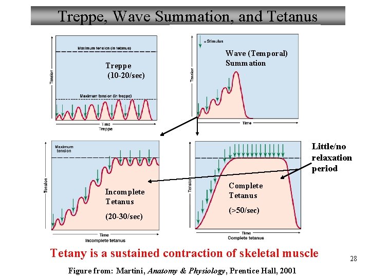 Treppe, Wave Summation, and Tetanus Treppe (10 -20/sec) Wave (Temporal) Summation Little/no relaxation period