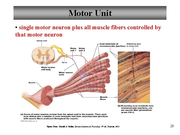 Motor Unit • single motor neuron plus all muscle fibers controlled by that motor