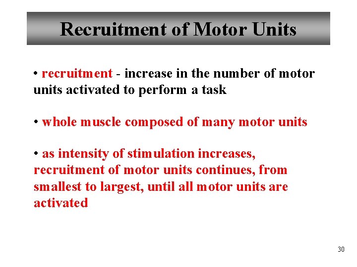 Recruitment of Motor Units • recruitment - increase in the number of motor units