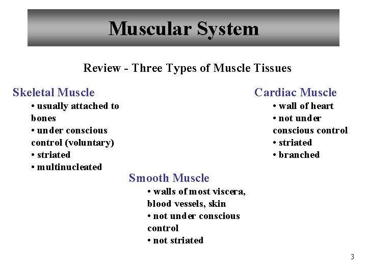 Muscular System Review - Three Types of Muscle Tissues Skeletal Muscle • usually attached