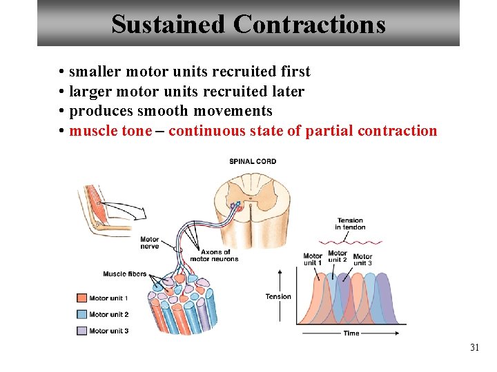 Sustained Contractions • smaller motor units recruited first • larger motor units recruited later