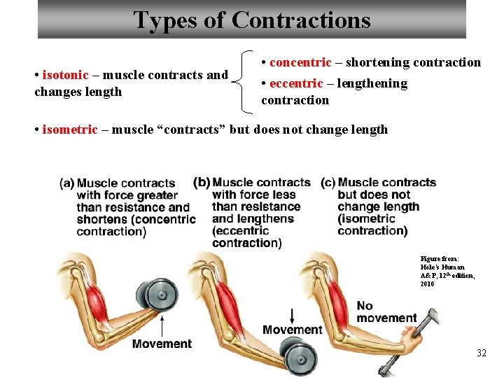 Types of Contractions • isotonic – muscle contracts and changes length • concentric –