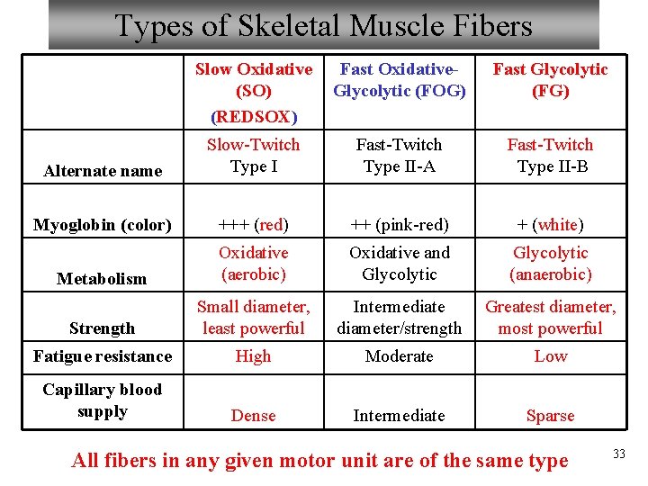 Types of Skeletal Muscle Fibers Slow Oxidative (SO) (REDSOX) Fast Oxidative. Glycolytic (FOG) Fast