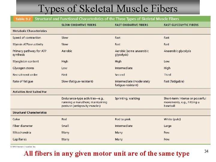 Types of Skeletal Muscle Fibers All fibers in any given motor unit are of
