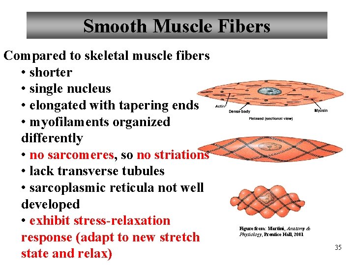 Smooth Muscle Fibers Compared to skeletal muscle fibers • shorter • single nucleus •