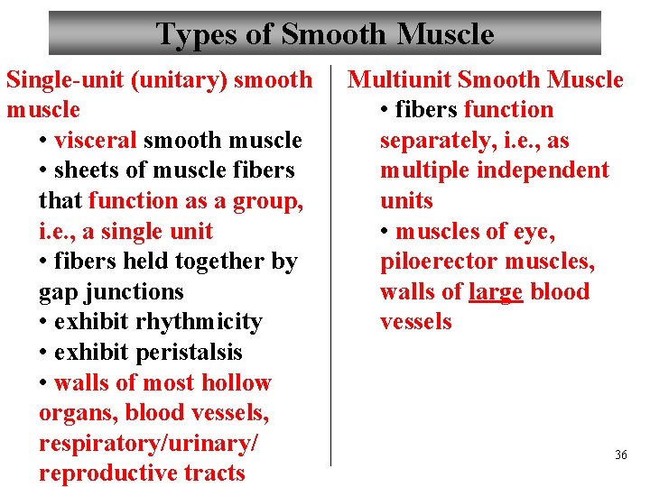 Types of Smooth Muscle Single-unit (unitary) smooth muscle • visceral smooth muscle • sheets