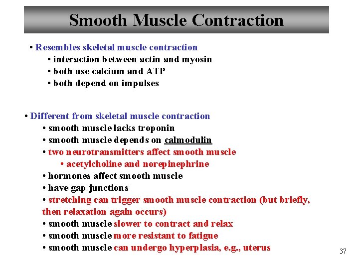 Smooth Muscle Contraction • Resembles skeletal muscle contraction • interaction between actin and myosin