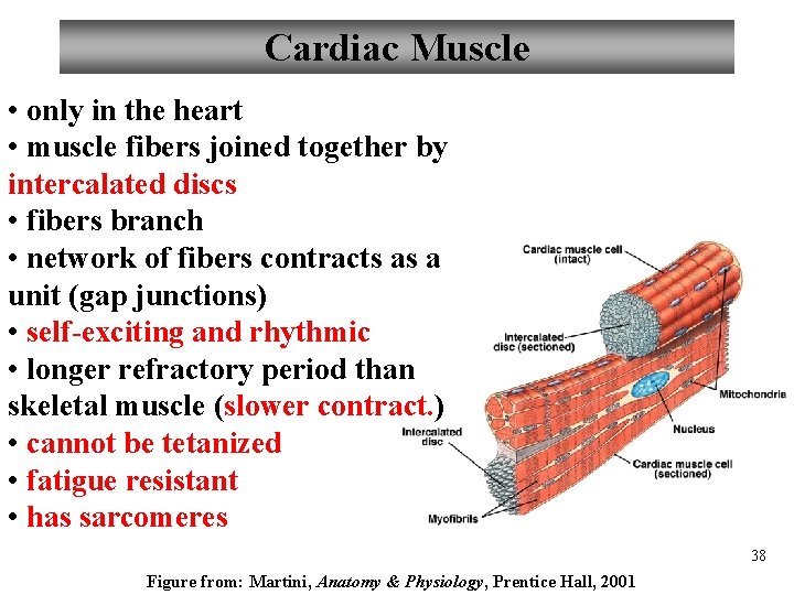 Cardiac Muscle • only in the heart • muscle fibers joined together by intercalated