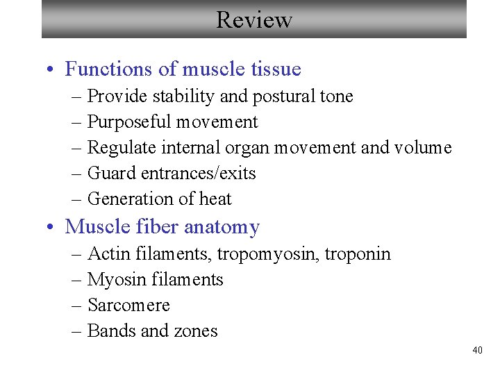 Review • Functions of muscle tissue – Provide stability and postural tone – Purposeful