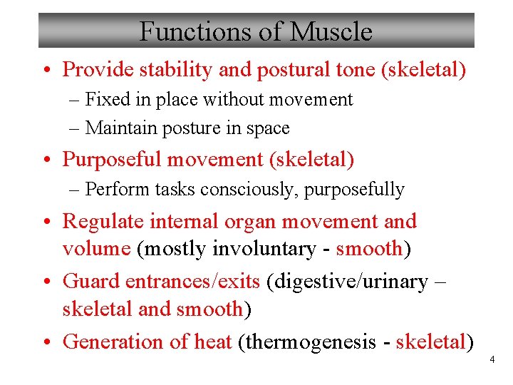 Functions of Muscle • Provide stability and postural tone (skeletal) – Fixed in place