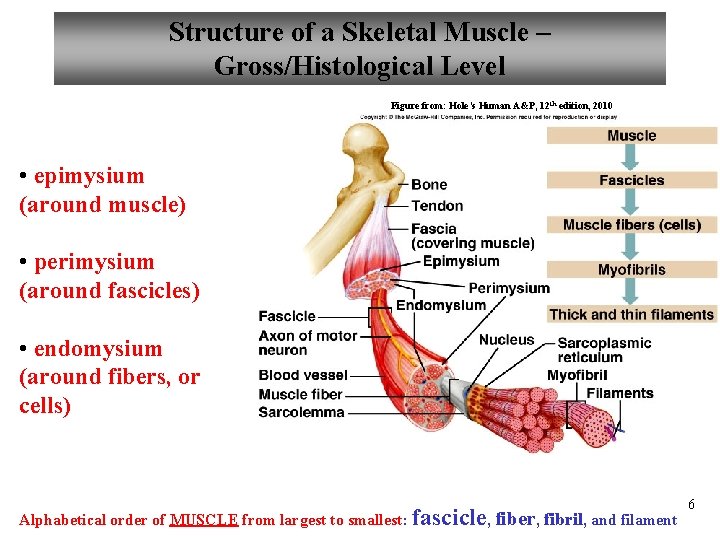 Structure of a Skeletal Muscle – Gross/Histological Level Figure from: Hole’s Human A&P, 12