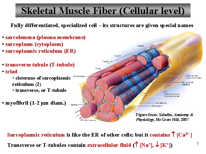 Skeletal Muscle Fiber (Cellular level) Fully differentiated, specialized cell – its structures are given
