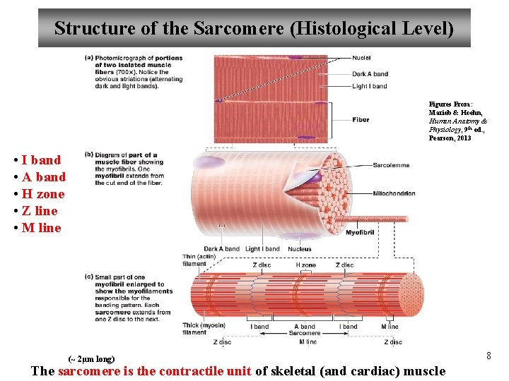 Structure of the Sarcomere (Histological Level) Figures From: Marieb & Hoehn, Human Anatomy &