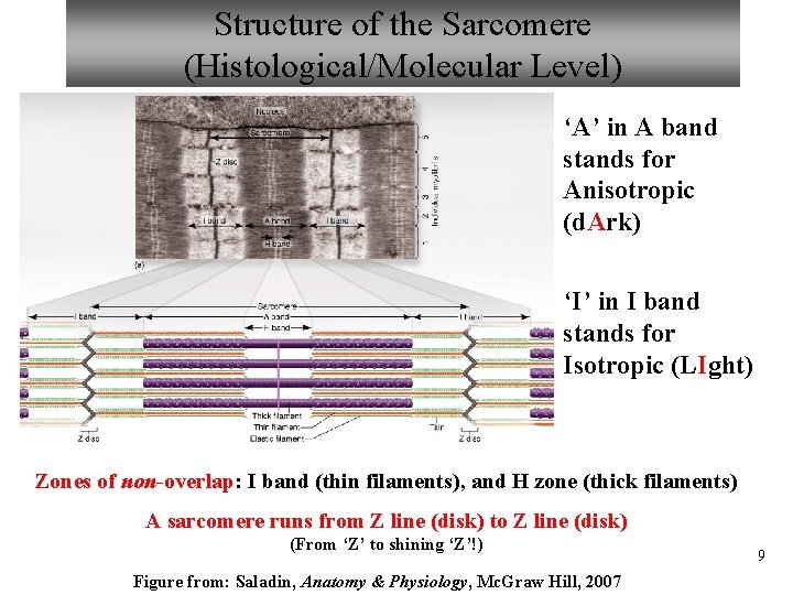 Structure of the Sarcomere (Histological/Molecular Level) ‘A’ in A band stands for Anisotropic (d.