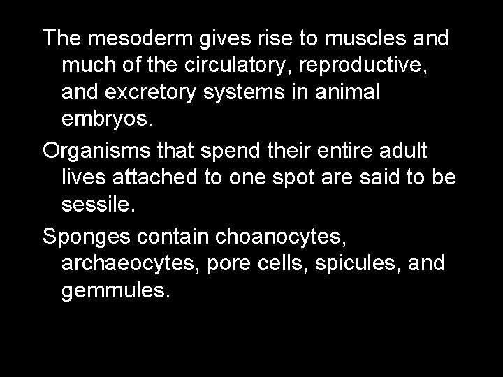 The mesoderm gives rise to muscles and much of the circulatory, reproductive, and excretory