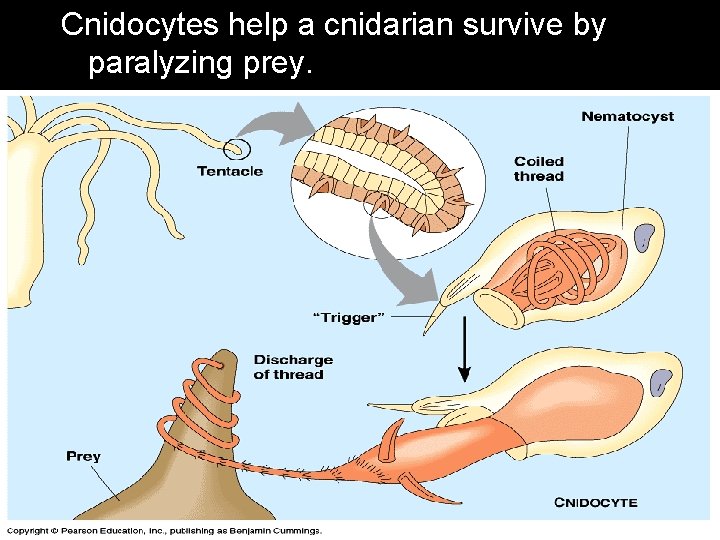 Cnidocytes help a cnidarian survive by paralyzing prey. 