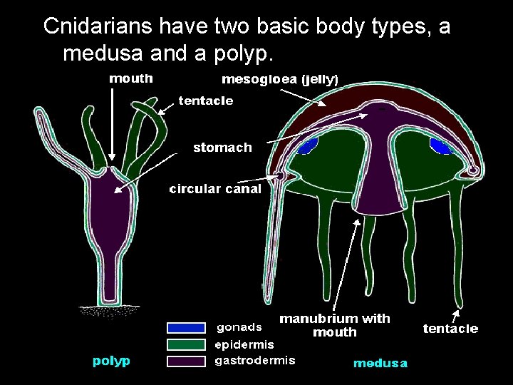 Cnidarians have two basic body types, a medusa and a polyp. 