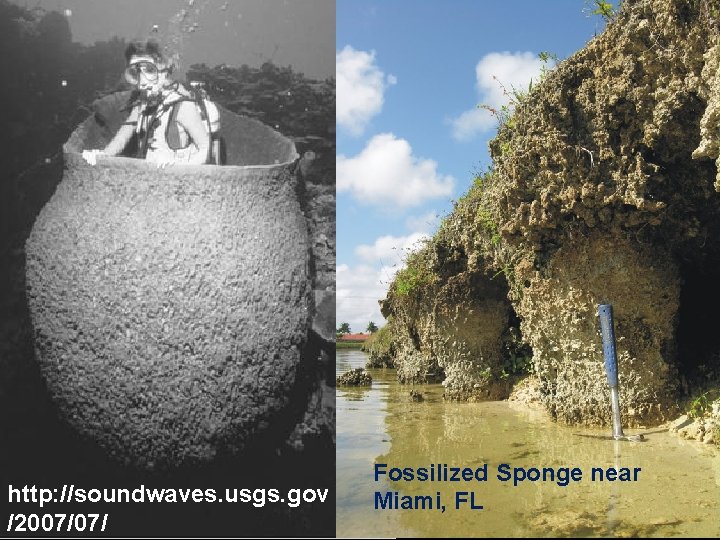 http: //soundwaves. usgs. gov /2007/07/ Fossilized Sponge near Miami, FL 