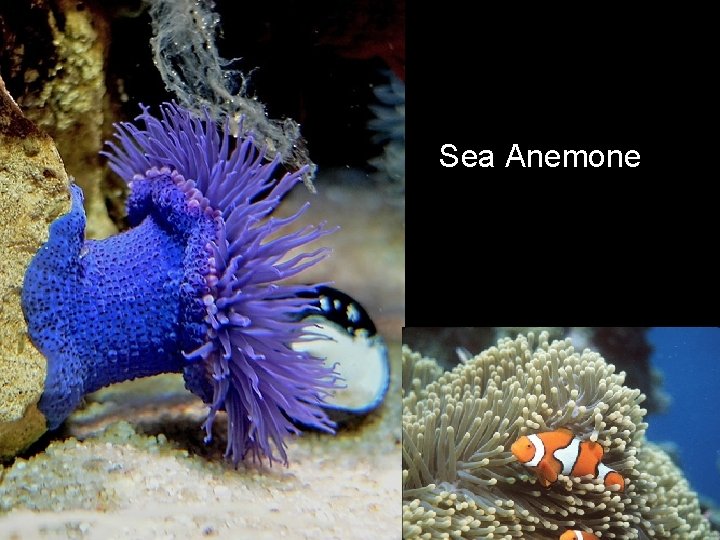 Sea Anemone 