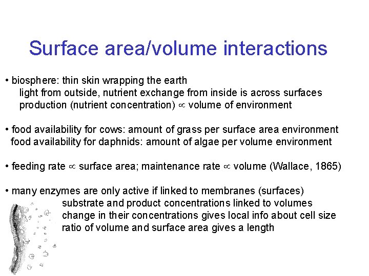 Surface area/volume interactions • biosphere: thin skin wrapping the earth light from outside, nutrient