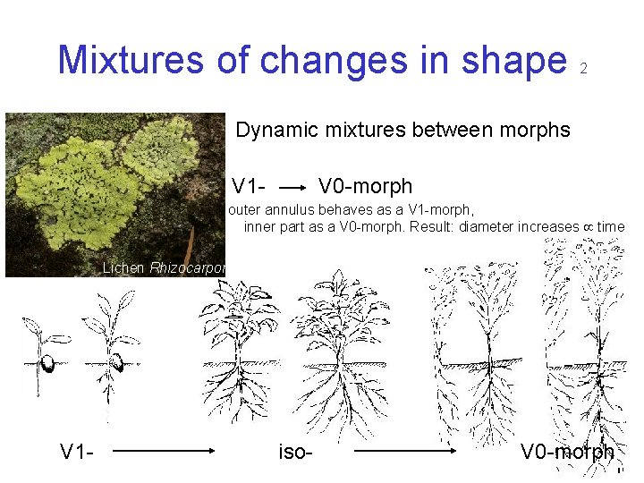 Mixtures of changes in shape 2 Dynamic mixtures between morphs V 1 - V