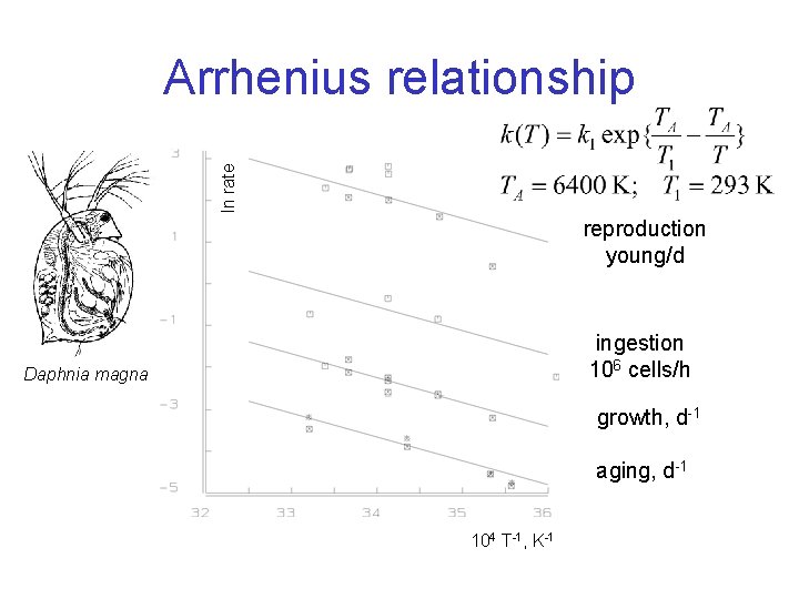 ln rate Arrhenius relationship reproduction young/d ingestion 106 cells/h Daphnia magna growth, d-1 aging,