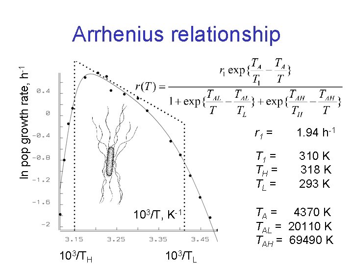 ln pop growth rate, h-1 Arrhenius relationship 103/T, K-1 103/TH 103/TL r 1 =