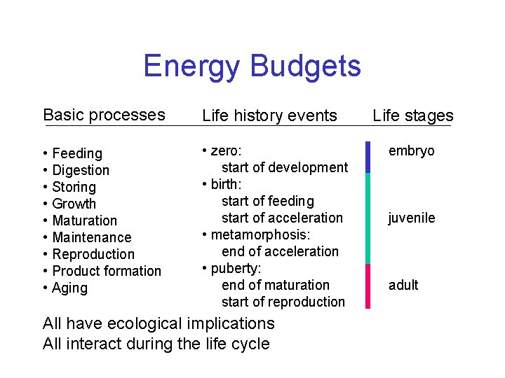 Energy Budgets Basic processes Life history events • Feeding • Digestion • Storing •
