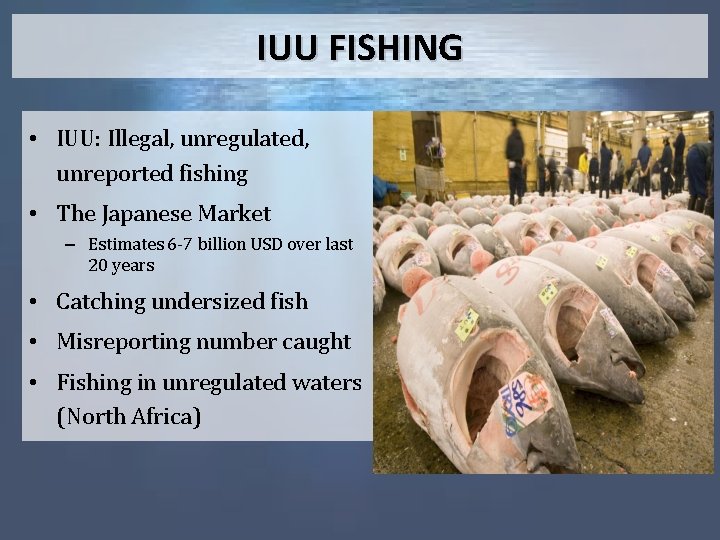 IUU FISHING • IUU: Illegal, unregulated, unreported fishing • The Japanese Market – Estimates