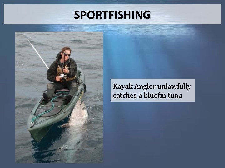 SPORTFISHING Kayak Angler unlawfully catches a bluefin tuna 