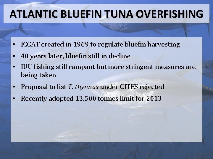 ATLANTIC BLUEFIN TUNA OVERFISHING • ICCAT created in 1969 to regulate bluefin harvesting •