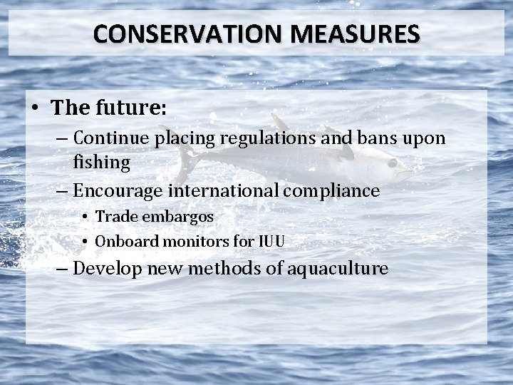 CONSERVATION MEASURES • The future: – Continue placing regulations and bans upon fishing –