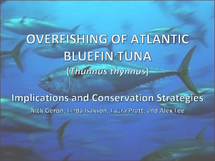 OVERFISHING OF ATLANTIC BLUEFIN TUNA (Thunnus thynnus) Implications and Conservation Strategies Nick Gezon, Linda