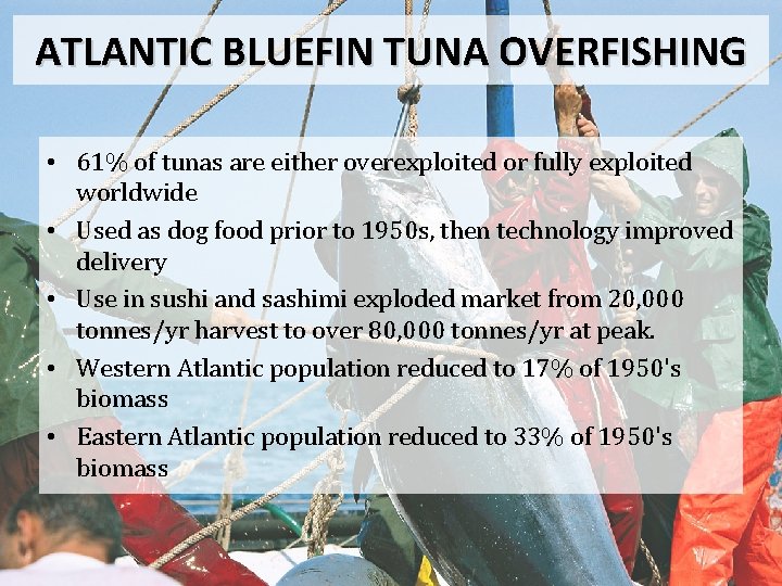 ATLANTIC BLUEFIN TUNA OVERFISHING • 61% of tunas are either overexploited or fully exploited