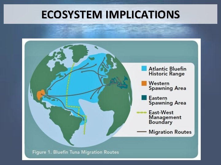 ECOSYSTEM IMPLICATIONS 