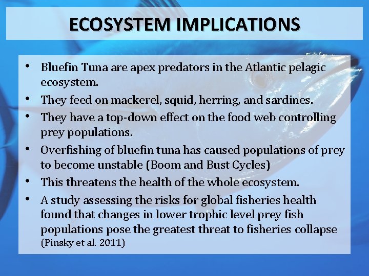 ECOSYSTEM IMPLICATIONS • Bluefin Tuna are apex predators in the Atlantic pelagic • •