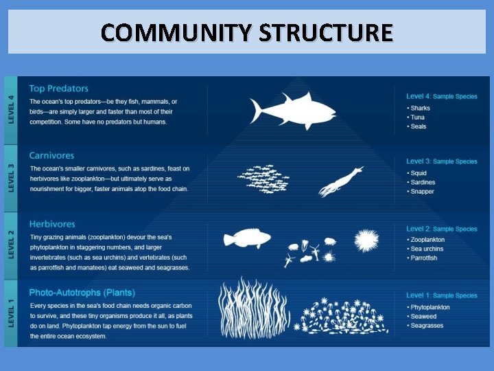 COMMUNITY STRUCTURE 