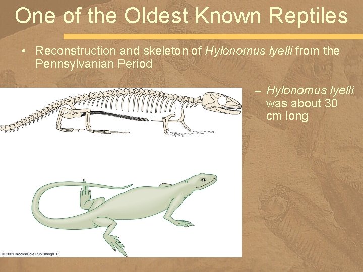 One of the Oldest Known Reptiles • Reconstruction and skeleton of Hylonomus lyelli from