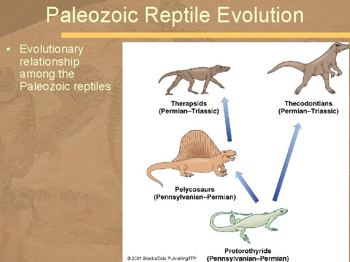 Paleozoic Reptile Evolution • Evolutionary relationship among the Paleozoic reptiles 
