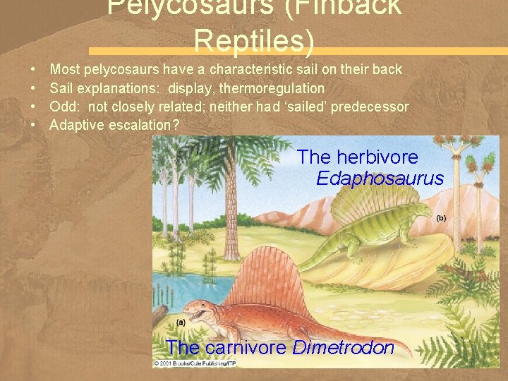Pelycosaurs (Finback Reptiles) • • Most pelycosaurs have a characteristic sail on their back