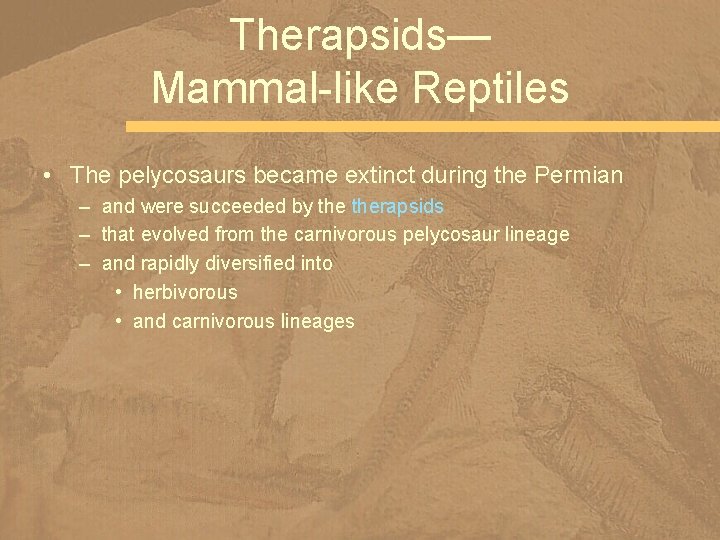 Therapsids— Mammal-like Reptiles • The pelycosaurs became extinct during the Permian – and were