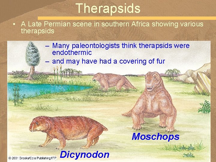 Therapsids • A Late Permian scene in southern Africa showing various therapsids – Many