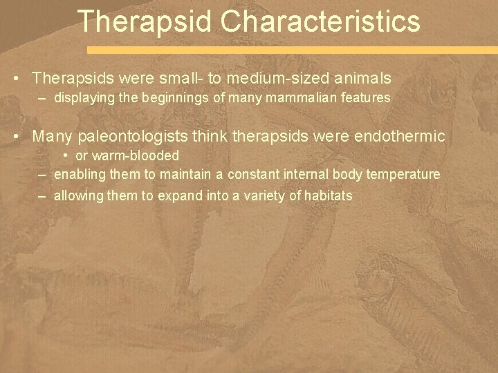 Therapsid Characteristics • Therapsids were small- to medium-sized animals – displaying the beginnings of