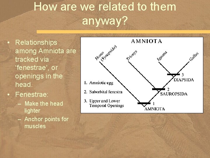 How are we related to them anyway? • Relationships among Amniota are tracked via