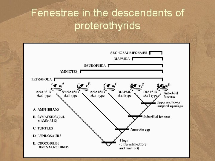 Fenestrae in the descendents of proterothyrids 