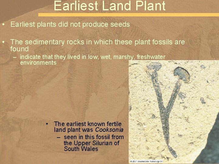 Earliest Land Plant • Earliest plants did not produce seeds • The sedimentary rocks