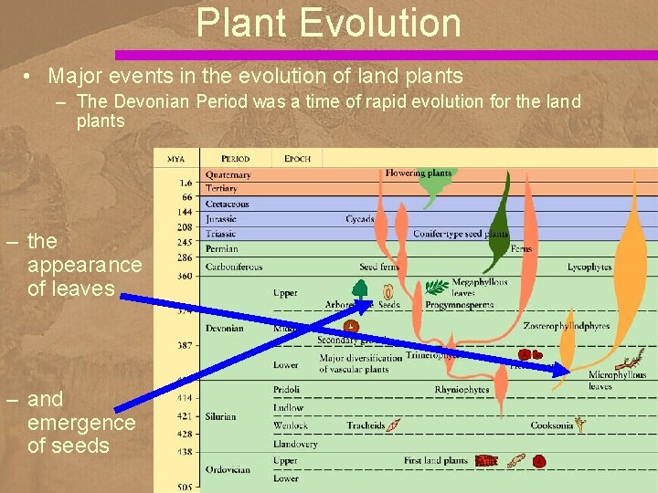 Plant Evolution • Major events in the evolution of land plants – The Devonian