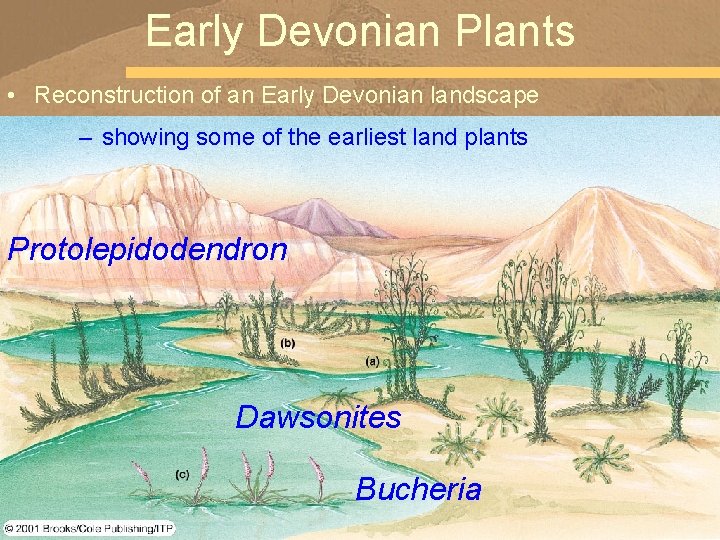 Early Devonian Plants • Reconstruction of an Early Devonian landscape – showing some of