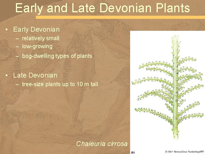 Early and Late Devonian Plants • Early Devonian – relatively small – low-growing –